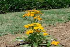 Erysimum melicentae